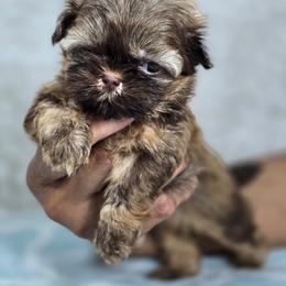 Boomer - Sable male Shih Tzu puppy in Hialeah, Florida from Jolie glz