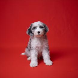 Lady - Merle female Sheepadoodle puppy in Los Angeles, California from Exquisite Doodles