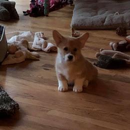 Pembroke Welsh Corgi Puppies from Rocking LJ Breeding