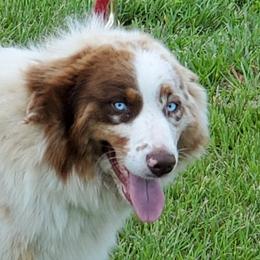 Em - Australian Shepherd