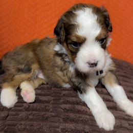 Pearl - Tri-color female Bernedoodle puppy in Bradenton, Florida from Peanut Butter Doodles