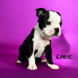 AKC Lyric - Black and white female Boston Terrier puppy in Galena, Kansas from RottNBostons