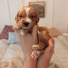 Macchiato - Apricot male Goldendoodle puppy in Atlanta, Georgia from Cedarcrest Goldendoodles