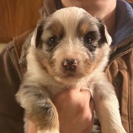Australian Shepherd Puppies from Cherry City Kennels