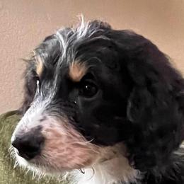 2 - Black tri-color female Aussiedoodle puppy in Tenino, Washington from Silvercreek Aussies and Aussiedoodles