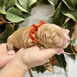 Boy 2 - male Goldendoodle puppy in Mesa, Arizona from Twinkle MiniDoodles