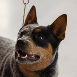 Pennsy - Australian Cattle Dog