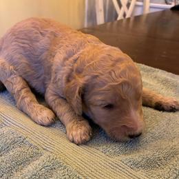 Cream Girl 1 - Cream female Poodle puppy in Jesup, Georgia from Altamaha Mud Poodles LLC.