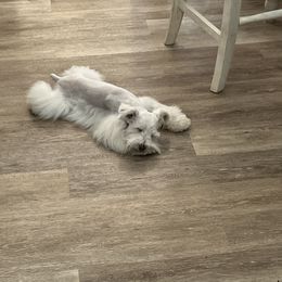 Rhett - Miniature Schnauzer