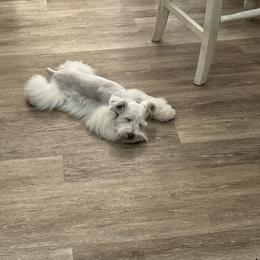 Rhett - Miniature Schnauzer