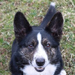 Cardigan Welsh Corgi and Pembroke Welsh Corgi All Grown Up from AroHawk Corgis