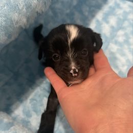 Star - Black and white female Chinese Crested puppy in Dublin, California from Show Style Chinese Cresteds