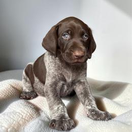 Hero - Liver roan male German Shorthaired Pointer puppy in Polk City, Florida from Yates’ GSP