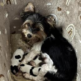 Zivah - Yorkshire Terrier
