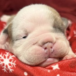 Angel - Red and white female Bulldog puppy in Aiken, South Carolina from Hayzlett Family English Bulldogs