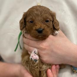 Benji - Green Collar - Red male Cavapoo puppy in Ferndale, Washington from Cavakennels.pnw