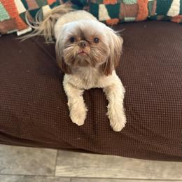 Chamoy - Liver male Shih Tzu puppy in Fresno, California from Jas’ ClassnSass