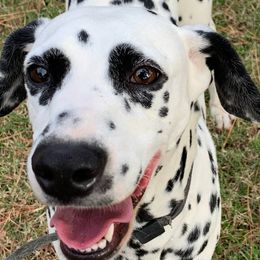 Fern - Dalmatian