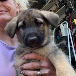 Red collar female - Sable female German Shepherd puppy in Germantown, Ohio from TNT Pups