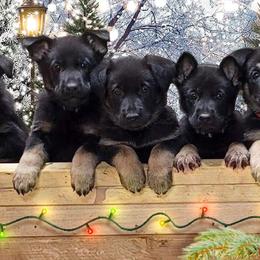 German Shepherd Puppies from Levesques German Shepherds