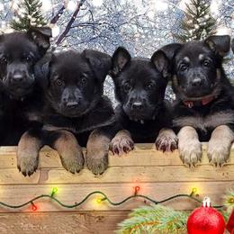German Shepherd Puppies from Levesques German Shepherds