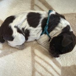 Wirehaired Pointing Griffon Puppies from Idleista Grand Chasseur