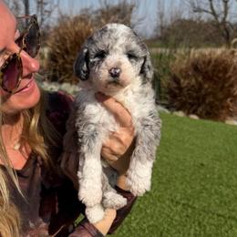 True - Merle female Bernedoodle puppy in Yuba City, California from Ranch House Doodles