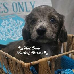 Star - Dapple male Dachshund puppy in Leesburg, Florida from Mini Doxie Mischief Makers