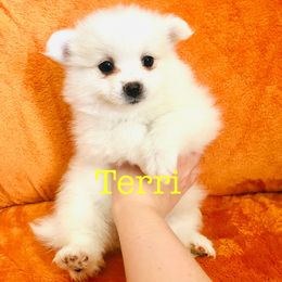 Terri - Cream female Pomeranian puppy in St. Louis, Missouri from Saint Louis Pomeranian babies
