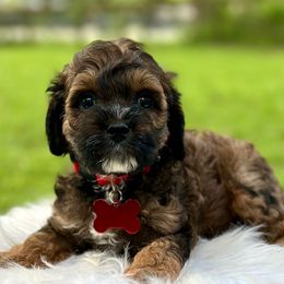 Linguine - Sable male Cockapoo puppy in Palm Beach County, Florida from Benji’s Cockapoos
