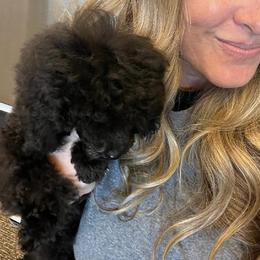 Poodle Puppies from Those Prissy P. Poodles