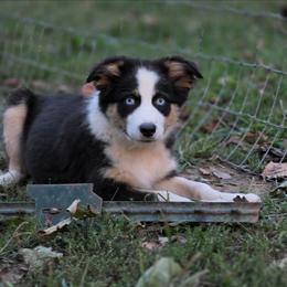Girl 3 - Black tri-color female Australian Shepherd puppy in Keyser, West Virginia from Heartfelt Hollow Farm