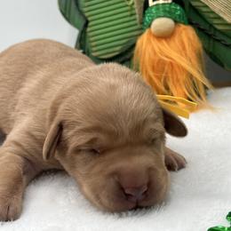 Yellow - Yellow female Labrador Retriever puppy in Heath Springs, South Carolina from Rich Hill Retrievers