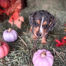 Pam - Dapple female Dachshund puppy in Valley Center, California from Ranchy Doxies