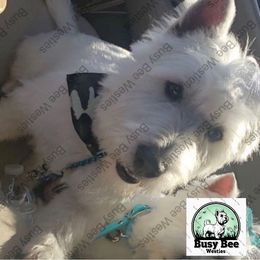 Oreo - West Highland White Terrier