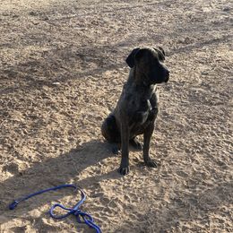 Jetona  - Cane Corso