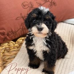 Poppy - Tri-color female Bernedoodle puppy in Burbank, Ohio from Berns & Doodles