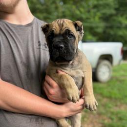 Yellow - Fawn male Cane Corso puppy in Opelousas, Louisiana from Azelees Cane Corso