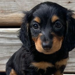 Dachshunds, French Bulldogs, and Siberian Huskies from KDKs Siberian Huskies