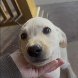 Girl 3 - Yellow female Labrador Retriever puppy in Mission Viejo, California from Loving Puppy House