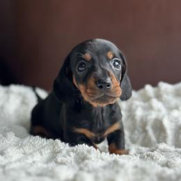 Garrison - Black and tan male Dachshund puppy in Crystal, Michigan from Mare-Bella Smoothcoat Edition