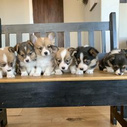 Pembroke Welsh Corgi Puppies from Nunas Corgis