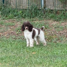 Poodle puppies from Texas Kissed K9s