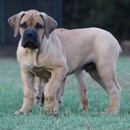 Hoppsalot(Orange) - Brown male Boerboel puppy in Shawnee, Oklahoma from TXT Boerboels
