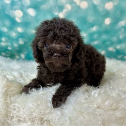 Lil Dakota - Brown male Poodle puppy in Newcomerstown, Ohio from Sheri’s Lil Angel’s