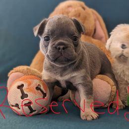 Boy 5 Red - Blue French Bulldog puppy in Ludowici, Georgia from Floridian Frenchies of Georgia
