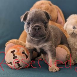 Boy 5 Red - Blue French Bulldog puppy in Ludowici, Georgia from Floridian Frenchies of Georgia