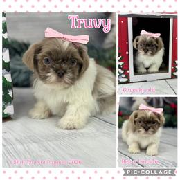 Truvy - Lilac female Shih Tzu puppy in Beatrice, Nebraska from I Shih Tzu Not Puppies