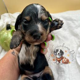 American Pit Bull Terrier and Dachshund Puppies from Shans Down Home Doxies