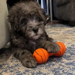 Aussiedoodle Puppies from Triple Creek Aussies and Doodles